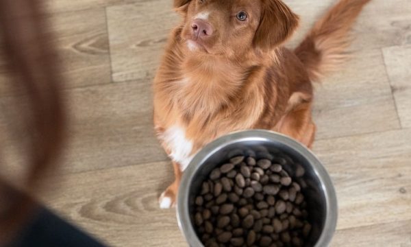 Quelle quantité de croquettes donner à un chien adulte ?