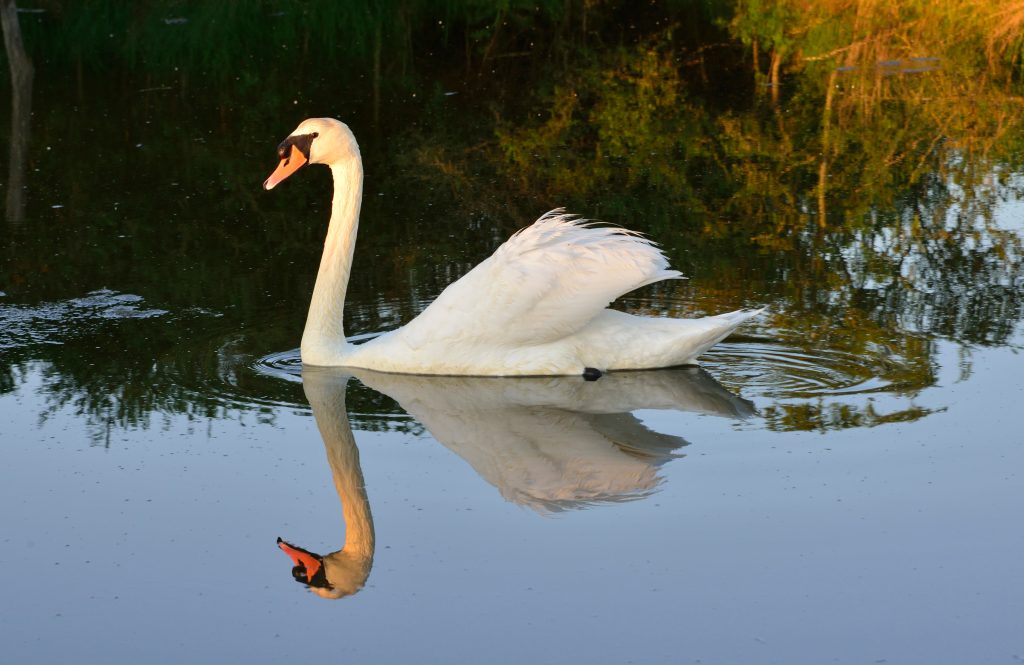 Cygne