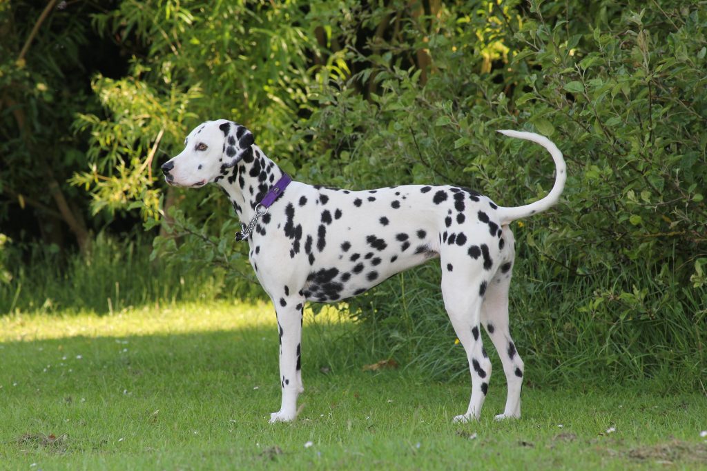 Dalmatien