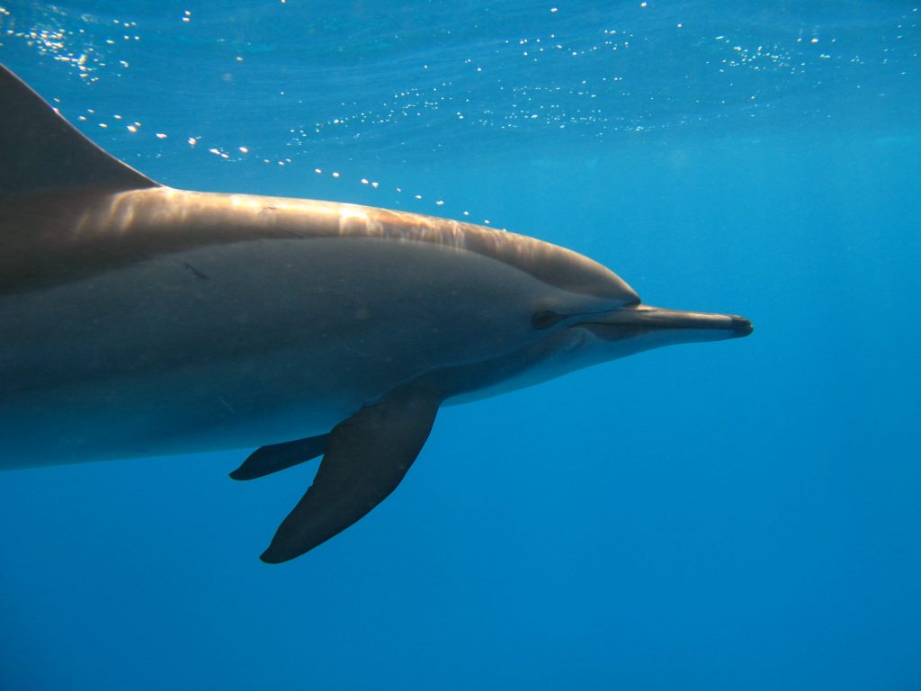 Photo d'un dauphin à long bec à l'île Maurice