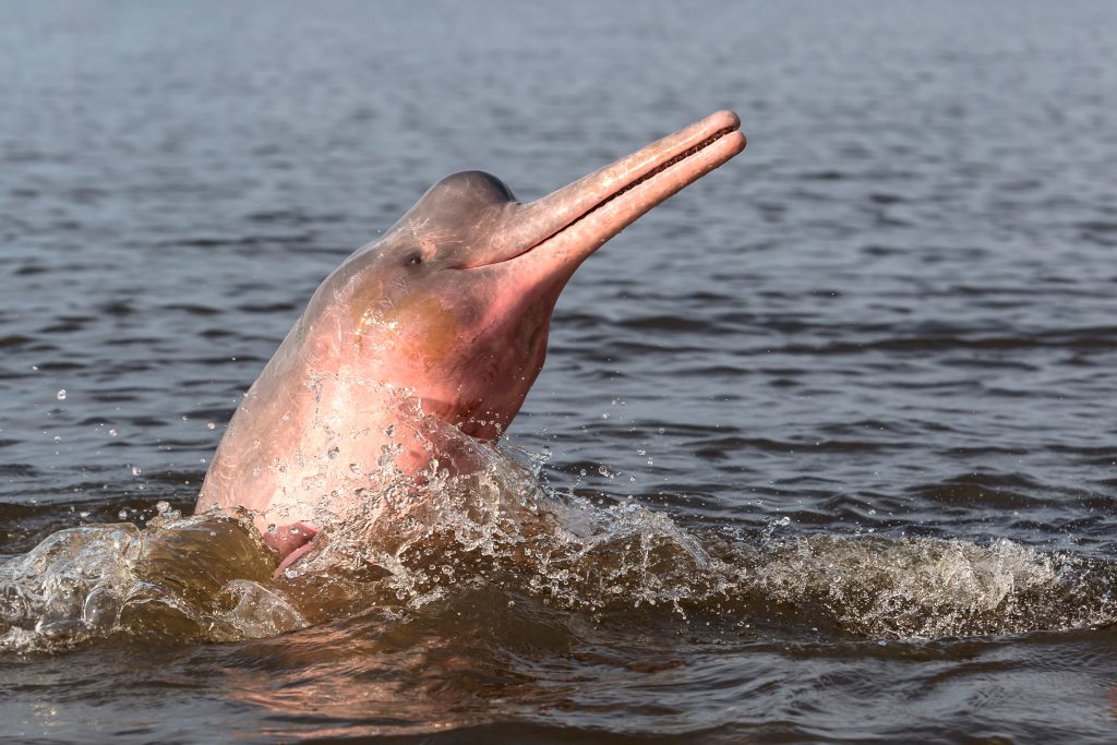 Dauphin rose brésilien (Boto)