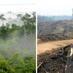 Comment l’huile de palme affecte-t-elle les orangs-outans ?