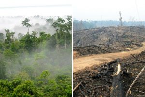 Comment l’huile de palme affecte-t-elle les orangs-outans ?