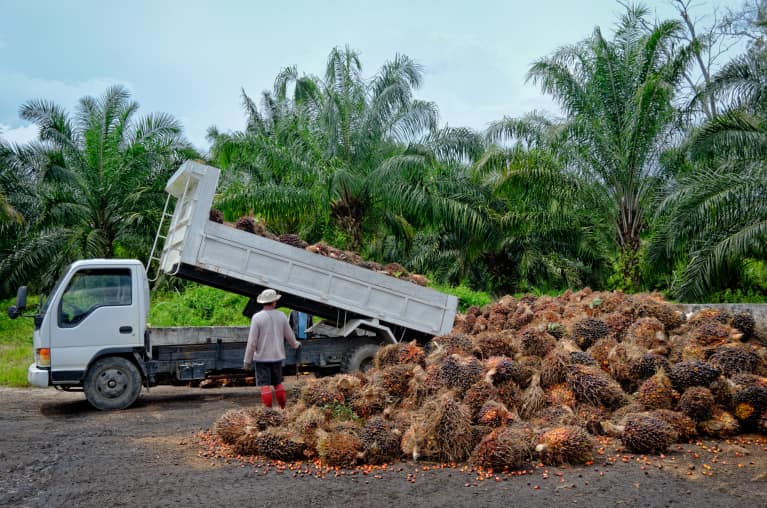 déforestation huile de palme