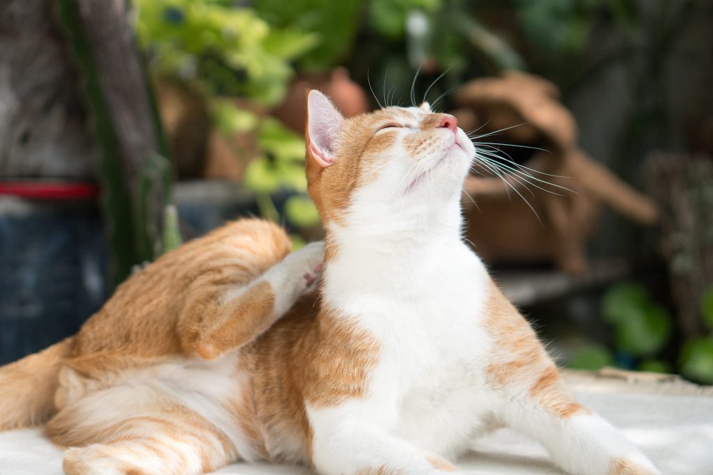 chat qui se démange