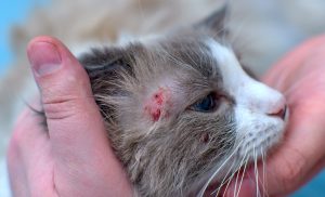 La dermatite chez le chat