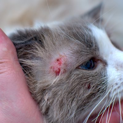 Dermatite chez le chat : causes et traitement