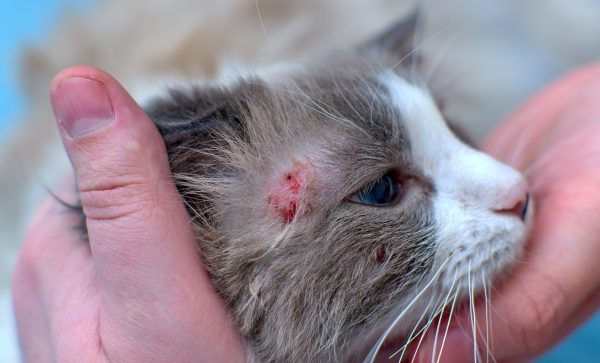 Dermatite chez le chat : causes, symptômes et traitement