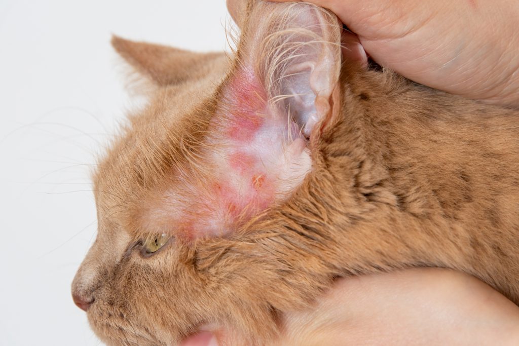 Chat atteint de dermatite au niveau des oreilles
