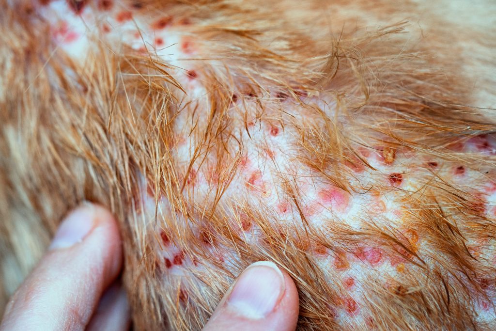 Dermatite : plaques rouges sur le chat