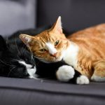 Faire garder son animal : Top 6 des solutions de garde