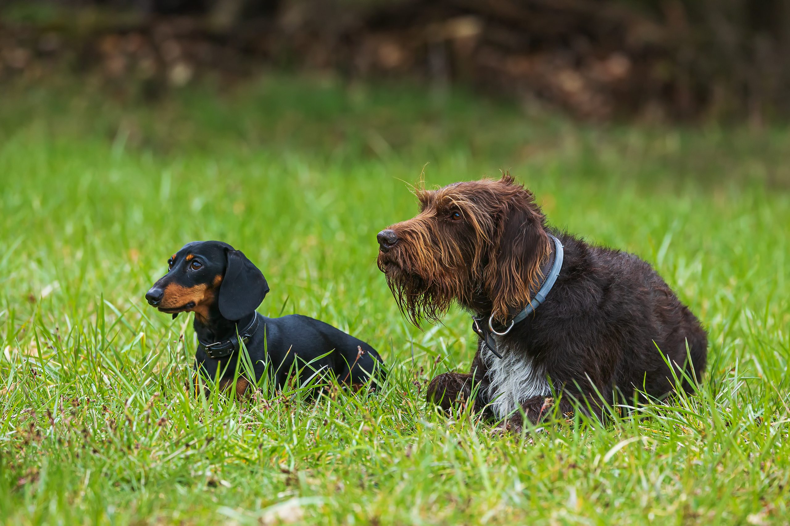 Chien de chasse 65 races à découvrir