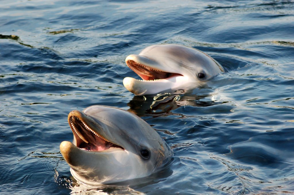 Dauphins