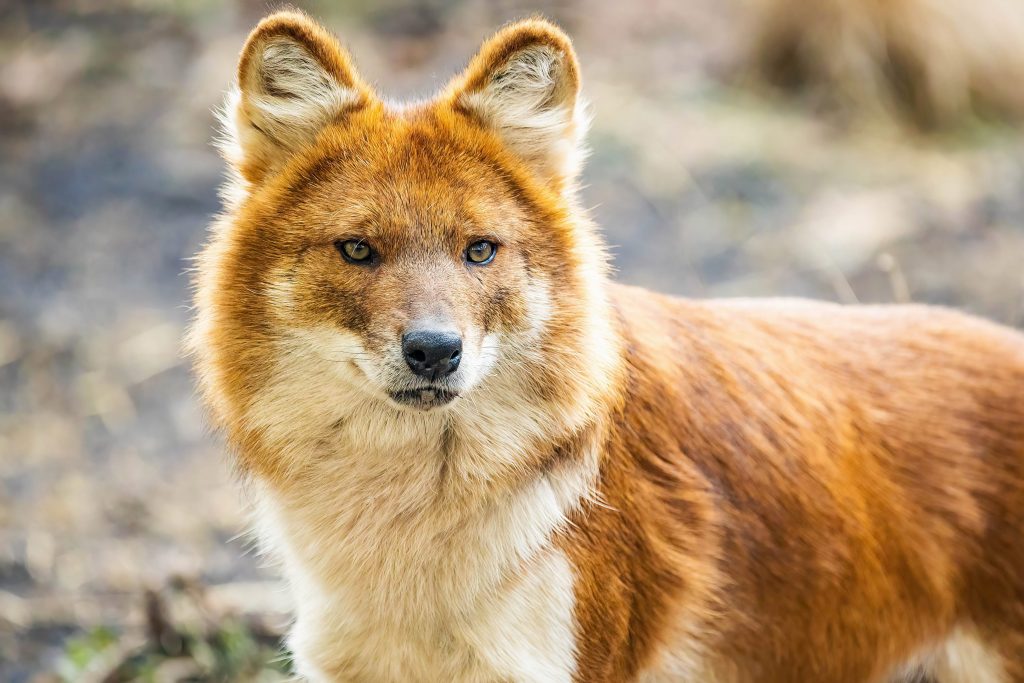 Portrait d'un dhole