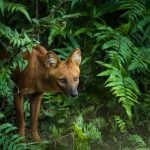 Le dhole : mode de vie, alimentation, origine