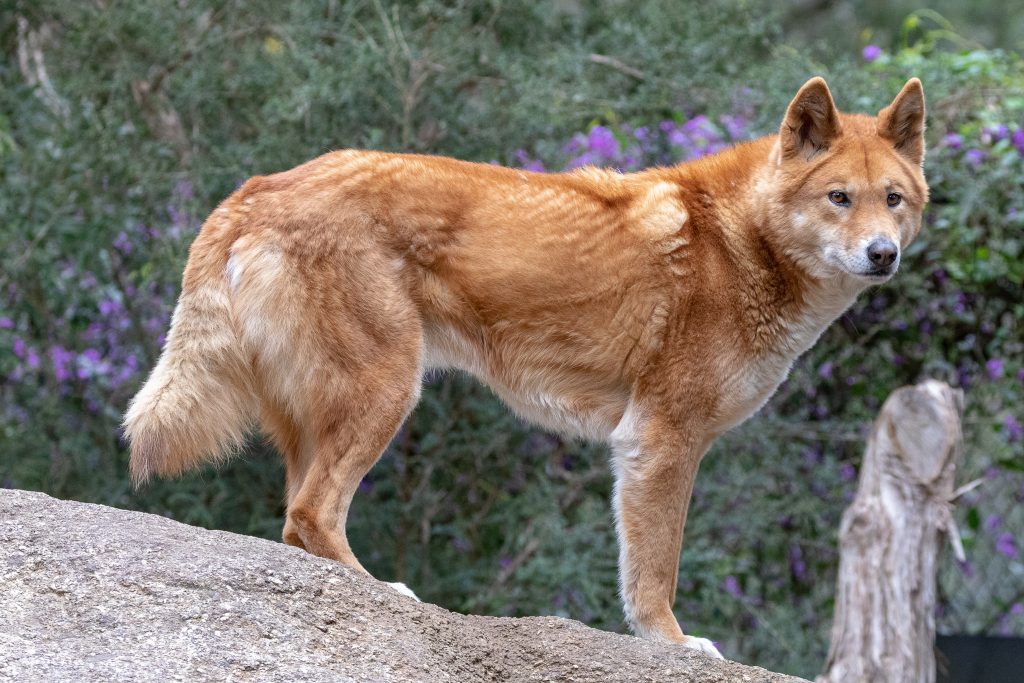 Dingo