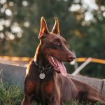 Quelle médaille choisir pour son chien ?