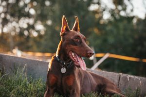 Quelle médaille choisir pour son chien ?