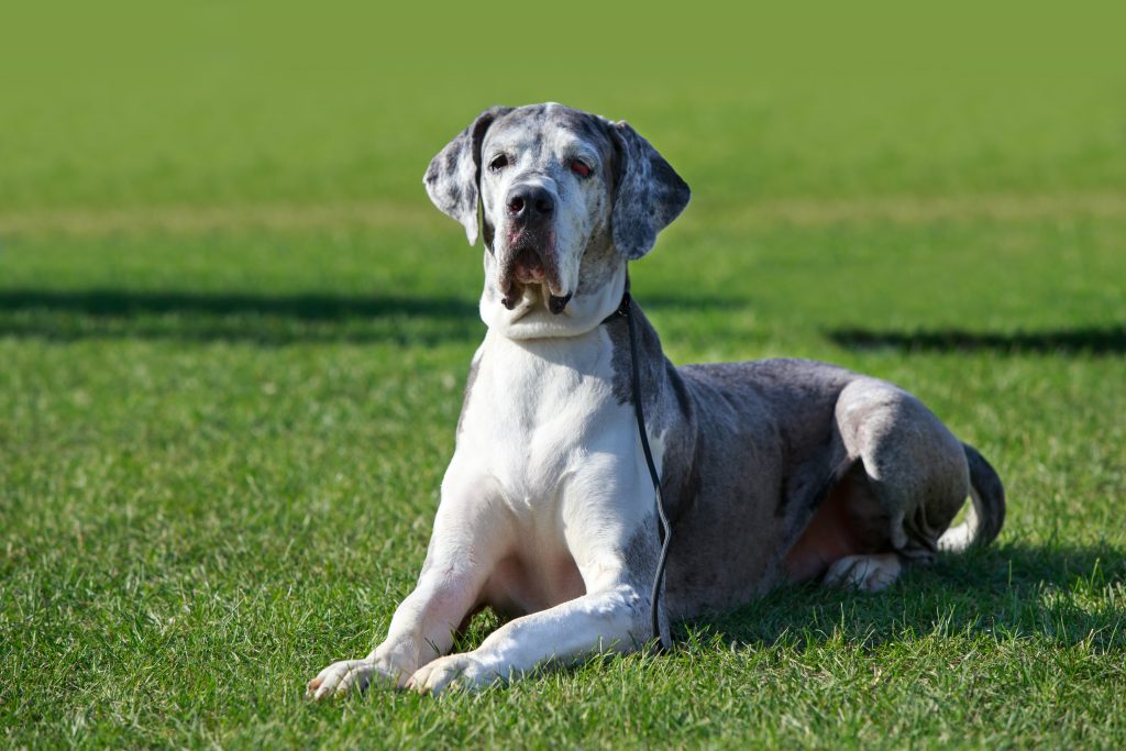 Dogue Allemand