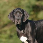 Syndrome de Wobbler chez le chien : symptômes et traitement
