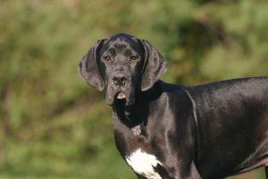 Le syndrome de Wobbler chez le chien