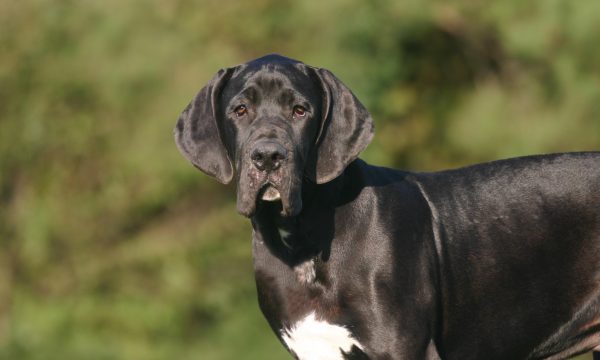 Le syndrome de Wobbler chez le chien