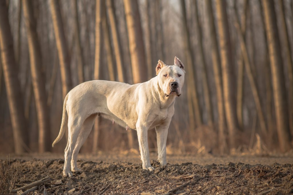 Dogue Argentin