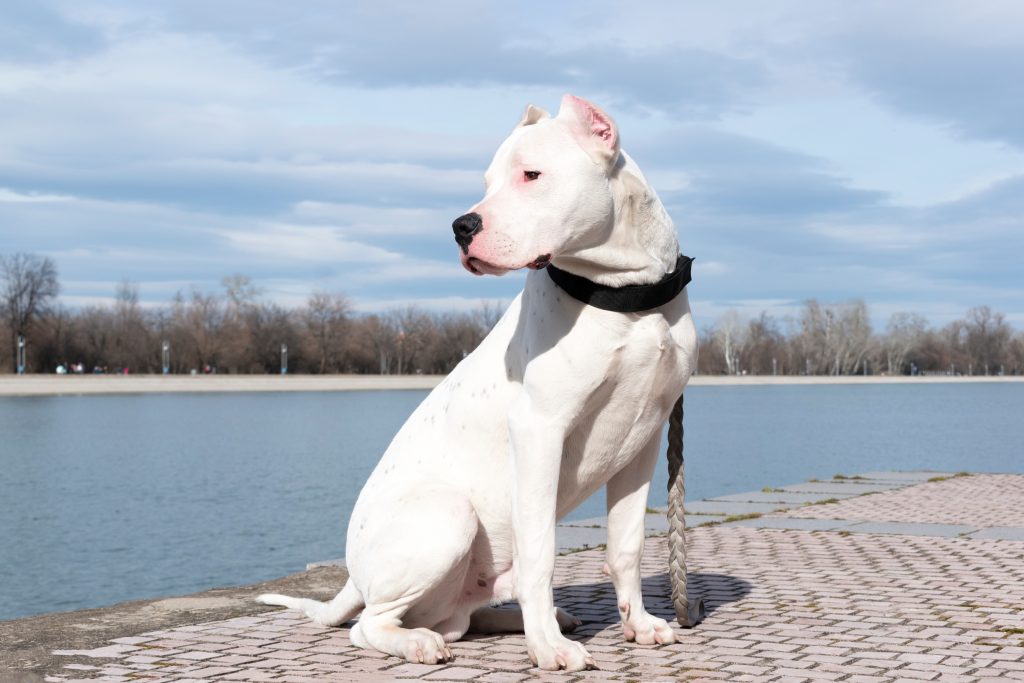 Dogue argentin