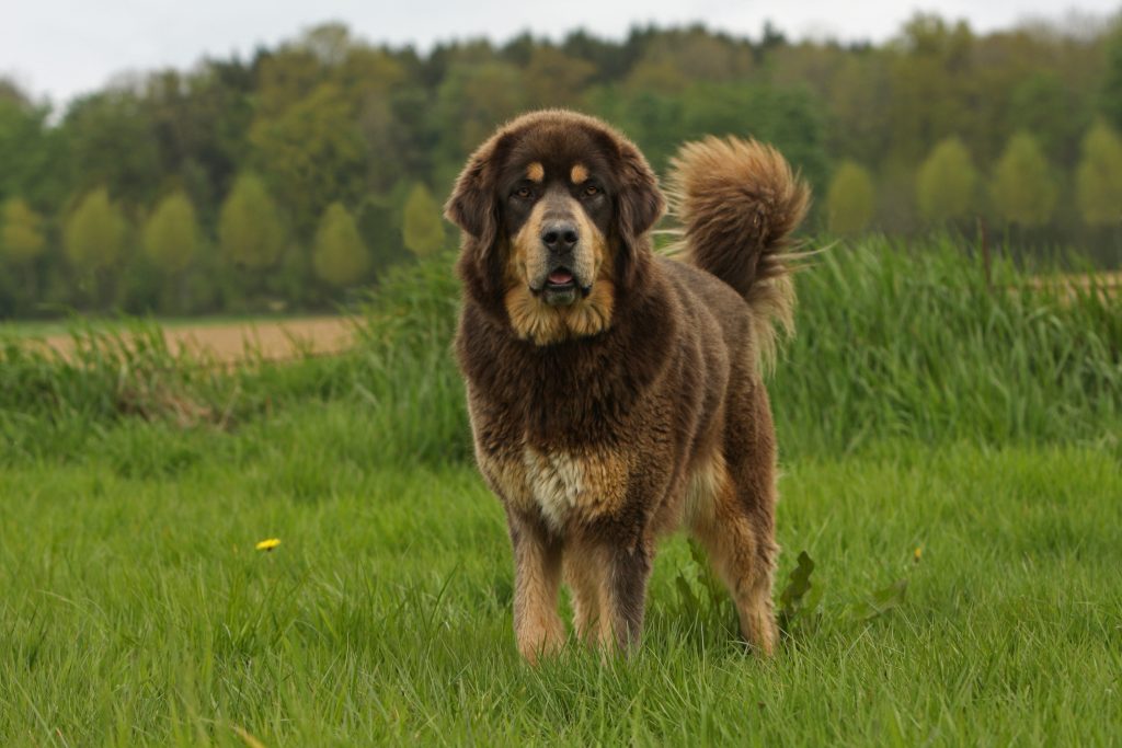 Le Dogue du Tibet