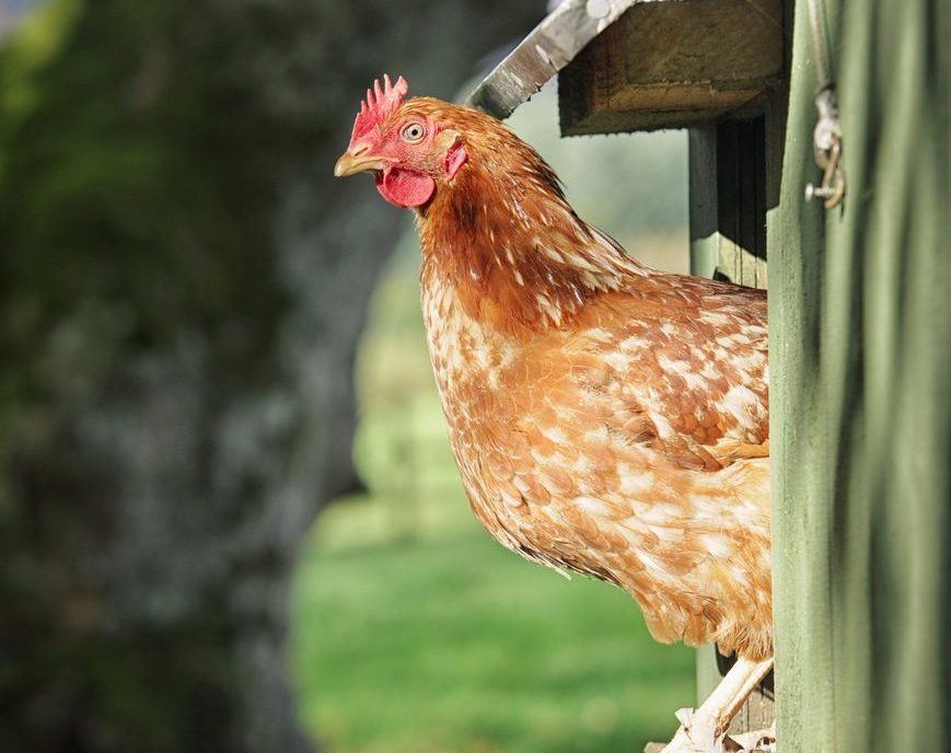 dortoir poules