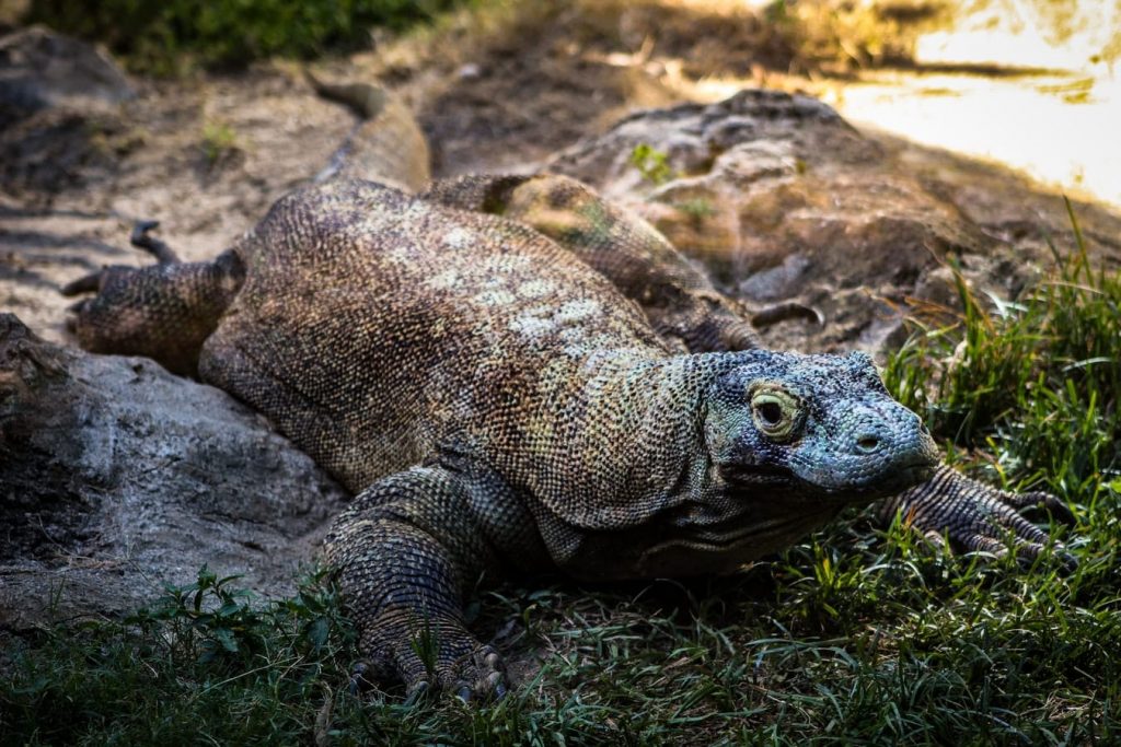 Dragon de komodo