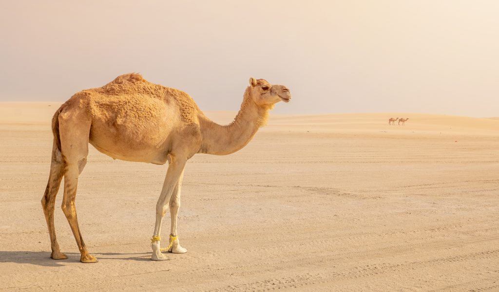 Dromadaire du sahara