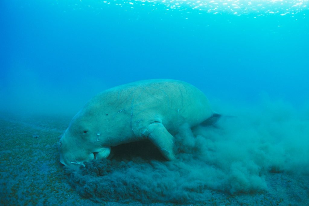 Dugong marin