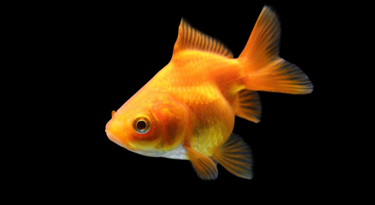 Poissons rouges et qualité de l’eau : pH, température, oxygène et entretien