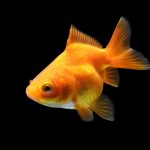 Poissons rouges et qualité de l’eau : pH, température, oxygène et entretien