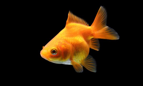 Poissons rouges et qualité de l’eau : pH, température, oxygène et entretien