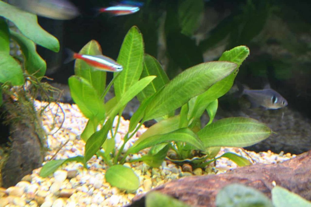 plante aquarium Echinodorus