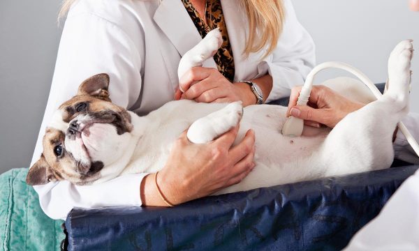 Le chien qui a mal au ventre