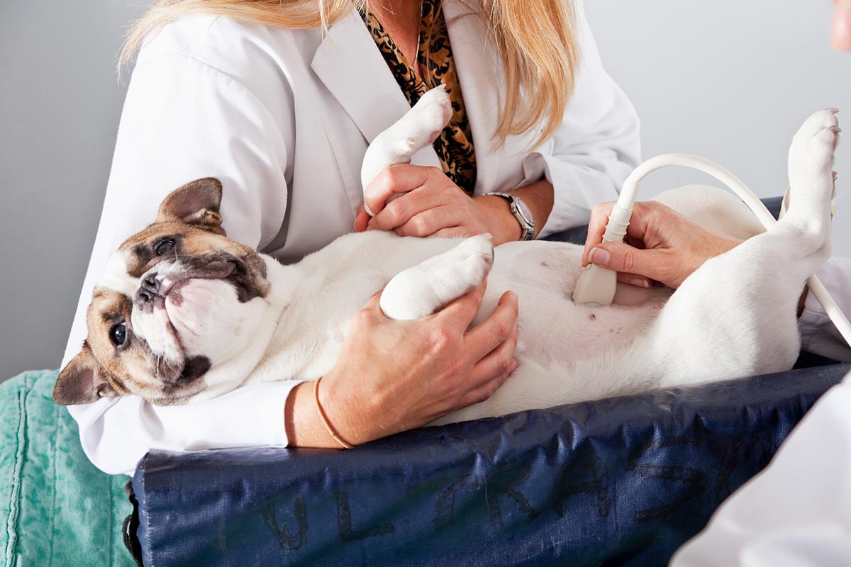 Chien qui a mal au ventre causes, symptômes et traitement