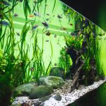 Quel éclairage LED choisir pour un aquarium ?