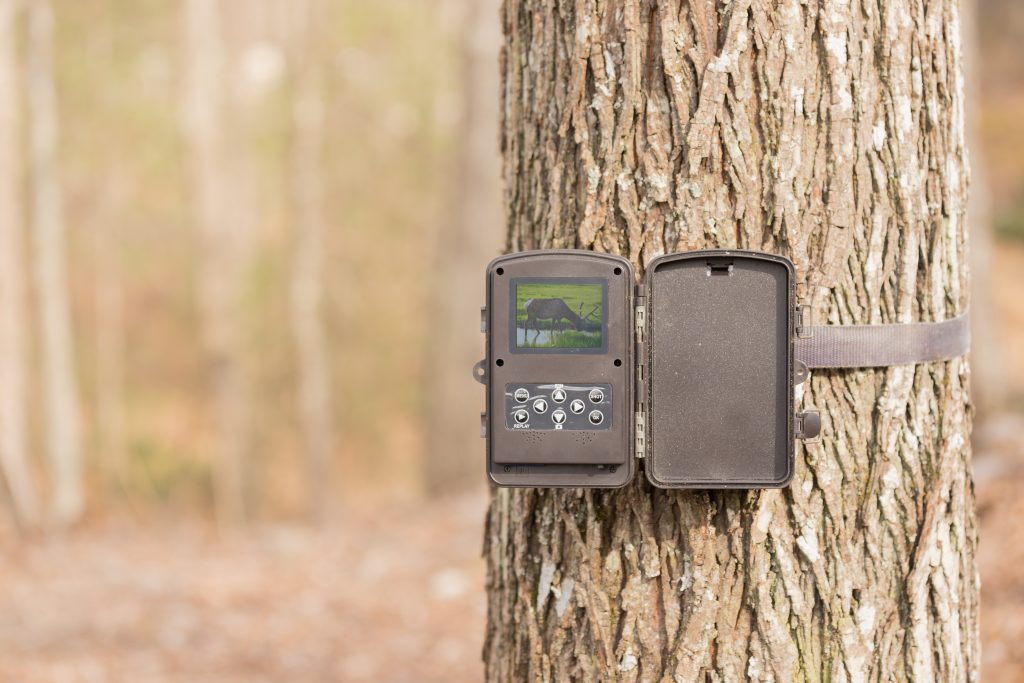 Écran d'une caméra de chasse attachée à un arbre