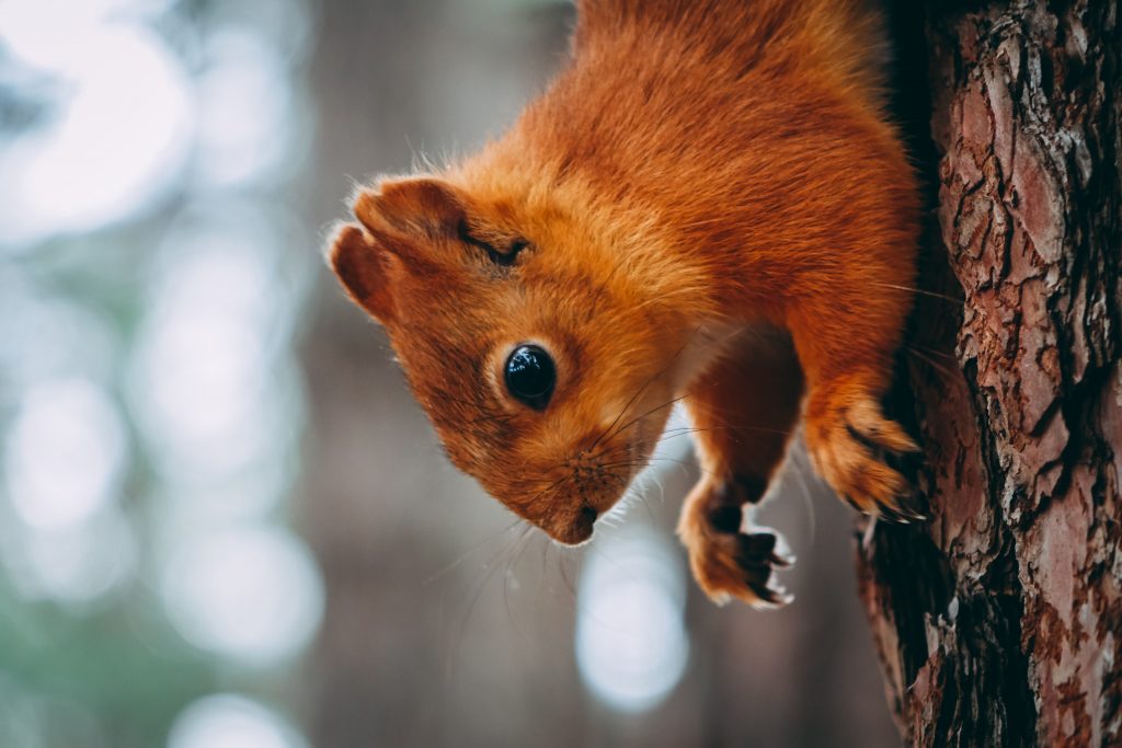 photo d'un écureuil sur un arbre