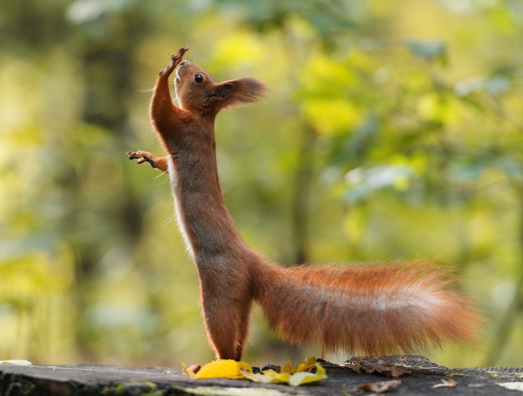 Photo d'un écureuil debout sur ses pattes arrières