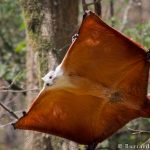 10 Animaux disparus que vous ne verrez peut-être plus jamais