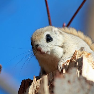 Les espèces d’écureuils les plus répandues