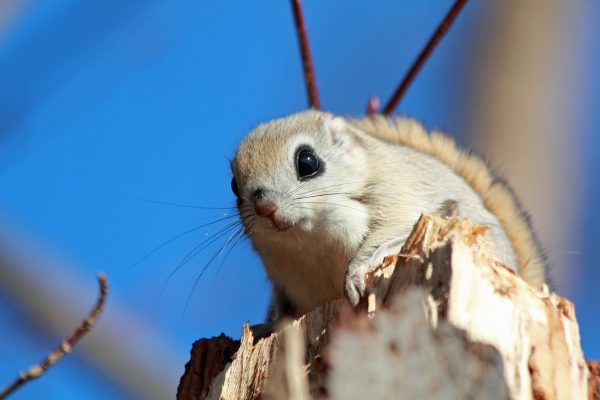 Les espèces d’écureuils les plus répandues