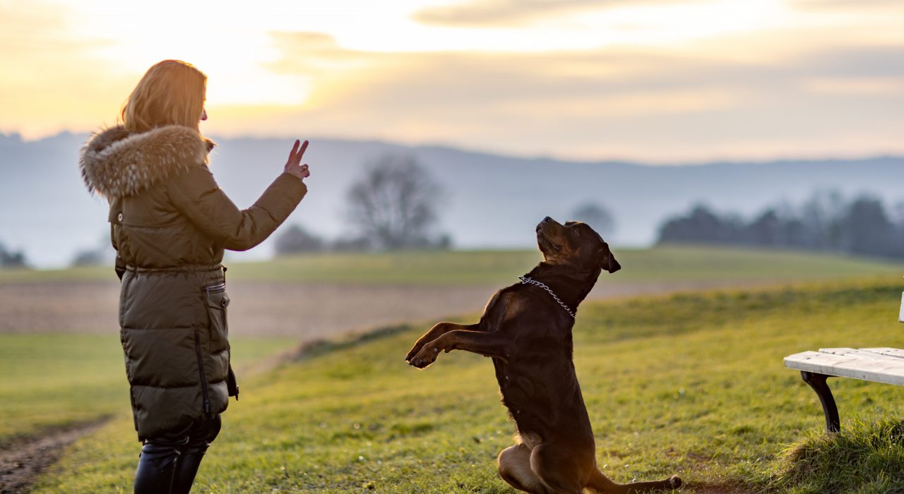 10 conseils à connaître pour éduquer son chien