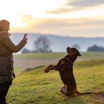 Éduquer son chien : 10 conseils de bases à connaître absolument