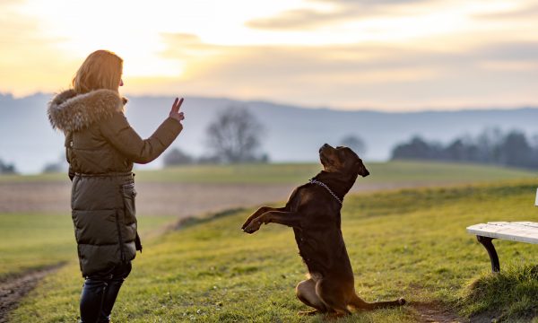 10 conseils à connaître pour éduquer son chien