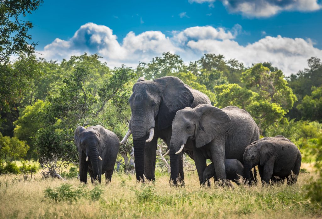 Éléphant de foêt d'Afrique